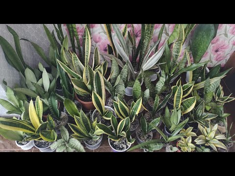 Видео: Сансевиерия. Общий обзор моей коллекции Сансевиерий. Разные сорта сансевиерий.