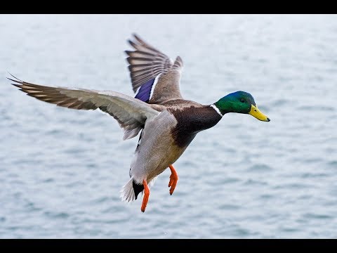 Видео: Стрельба по перу "Поводка". Алгоритм действий!