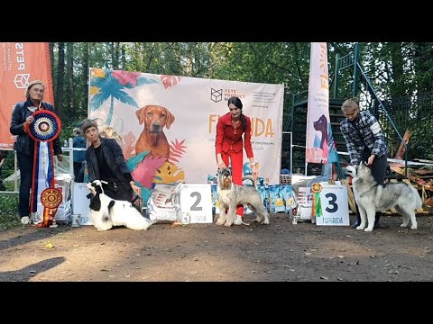 Видео: 21.09.2025, СПб. Клуб "СПбЦВЕО-2" (РКФ, РФСС). Выставка собак всех пород "ОСЕНЬ-2025" (САС, ЧФ)