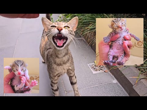 Видео: Тайна бесконечного мяуканья беременной кошки