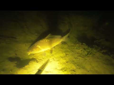 Видео: Підводне полювання у маленькому ставу, де багато риби