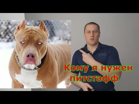 Видео: питбуль и ам стафф в одном флаконе что ждать от такова скрещивания???