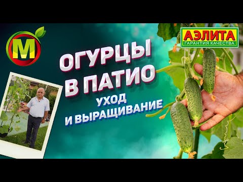 Видео: Горшечная Патио Культура Огурца