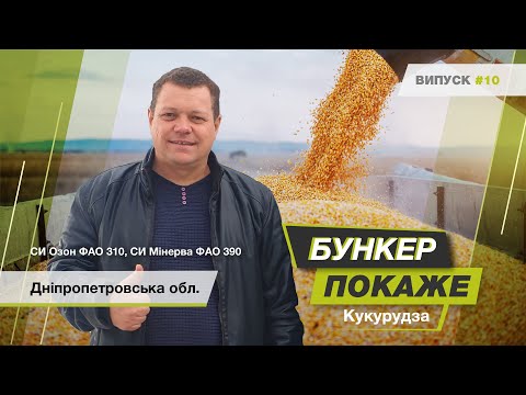 Видео: #БункерПокаже випуск № 10. ФГ «АЛІГАТОР». Збір урожаю гібридів кукурудзи СИ Озон, СИ Мінерва