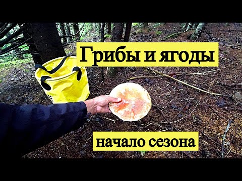Видео: Грибы и ягоды Сахалина