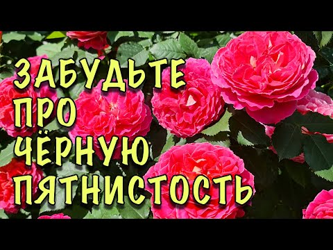 Видео: ЧЁРНОЙ ПЯТНИСТОСТИ НЕ БУДЕТ! Опрыскайте РОЗЫ ЭТИМ КОКТЕЙЛЕМ! ЧТО делать ЕСЛИ УЖЕ ПОЯВИЛИСЬ ПЯТНА