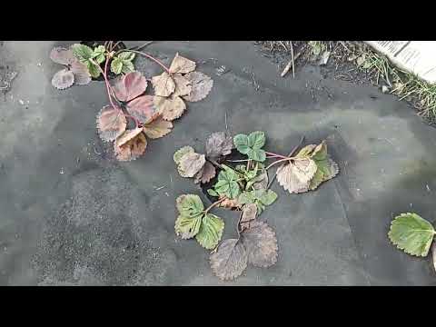 Видео: 17 марта 2025 год как перезимовала клубника