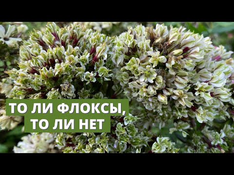Видео: Странные и необычные флоксы