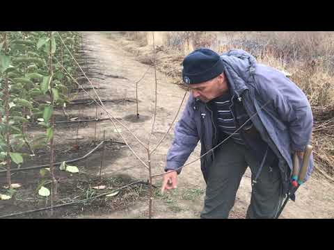 Видео: Питомник Маценко - Преимущество формировки черешни прямо в питомнике Ч.2