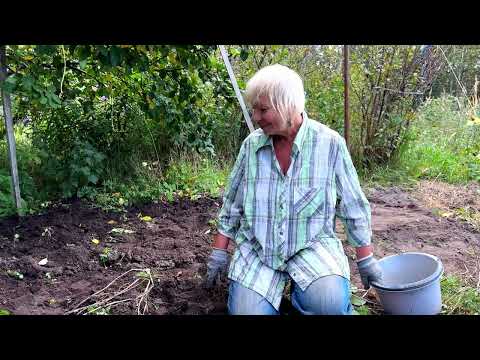 Видео: ДАЧНЫЙ ВЛОГ!ДИМОЧКА И МАМЕНЬКА СОБИРАЮТ УРОЖАЙ.