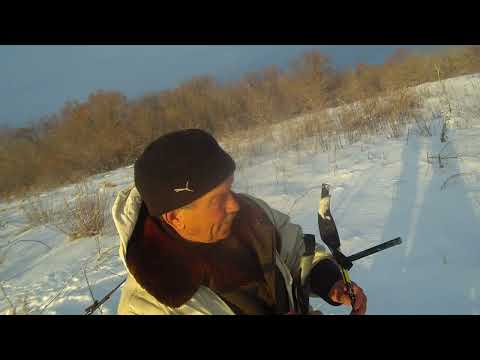 Видео: Охота на зайца 26 12 24