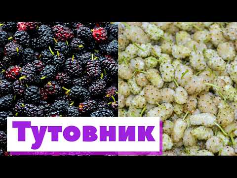 Видео: Шелковица/Тутовник | Как это сделано