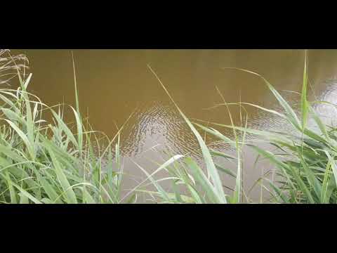Видео: РЫБА на поверхности - ЗАМОР или НЕТ?  Воздух +37*С, вода +31*С  Кислород в прудах  ***  Ночная смена
