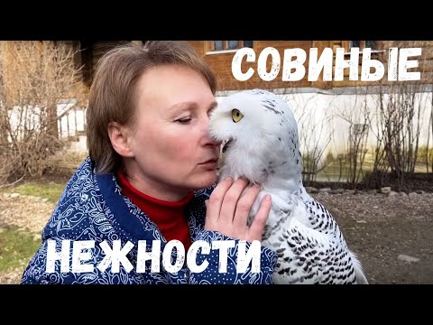 Видео: Полярная сова Добрыня. Ответы на вопросы.