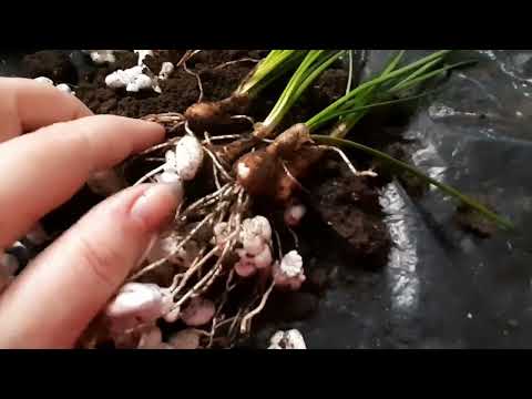 Видео: Зефирантес. Выскочка. Пересадка.