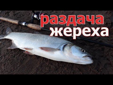 Видео: ЭТОТ СТИК ПРОСТО ЧУМА! ЖЕРЕХИ сходят с ума на перекате. Рыбалка на спиннинг 2024