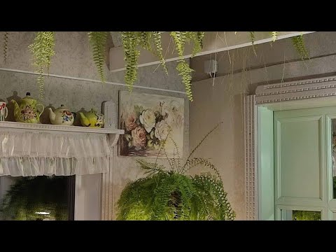 Видео: Пересадка папоротника. Важная информация про корневин (не все знают)