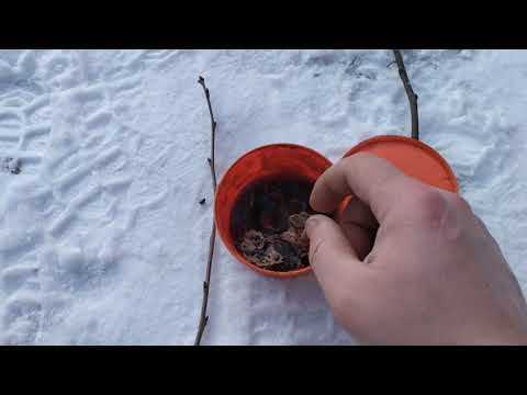 Видео: Зимняя прививка груш.