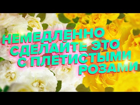 Видео: КАК И КОГДА ПРАВИЛЬНО УКРЫВАТЬ ПЛЕТИСТЫЕ  РОЗЫ. ОСЕННЯЯ ОБРЕЗКА И УКРЫТИЕ. СЕКРЕТЫ СПЕЦИАЛИСТА