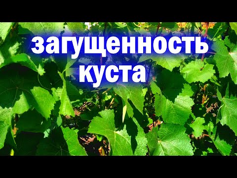 Видео: Загущенность куста винограда. Не допускайте этого!