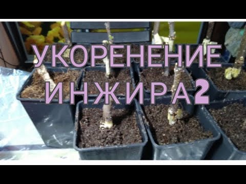 Видео: УКОРЕНЕНИЕ ИНЖИРА 2.