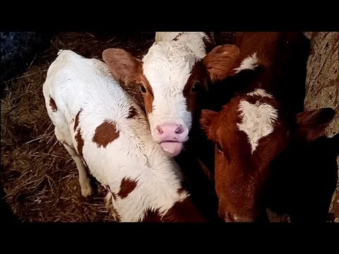 Видео: Лечим диарею у телят/Кормление  маленьких телят после пакупки