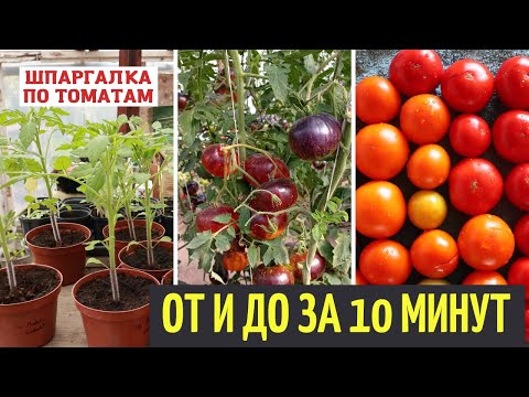 Видео: ВСЁ ВАЖНОЕ о томатах за 10 минут!