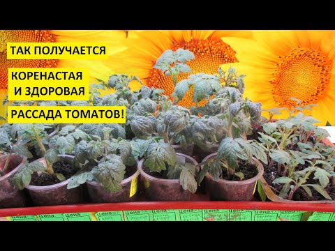 Видео: Пикировка томатов от А до Я со всеми подробностями. Что нужно знать о пикировке?