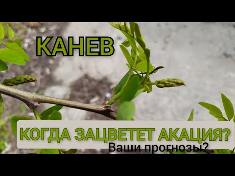 Видео: КАНЕВ. Разведка ситуации. Готовим место под кочевку на акацию. Сдаю локацию рапса.