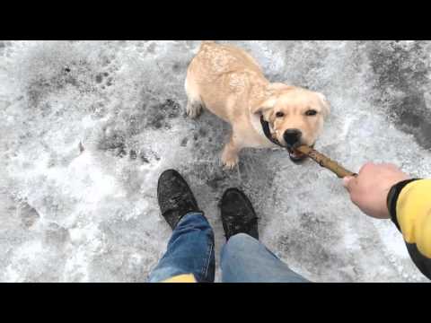 Видео: Как завести собаку. Наша история (Лабрадор Сэм 3 мес.)