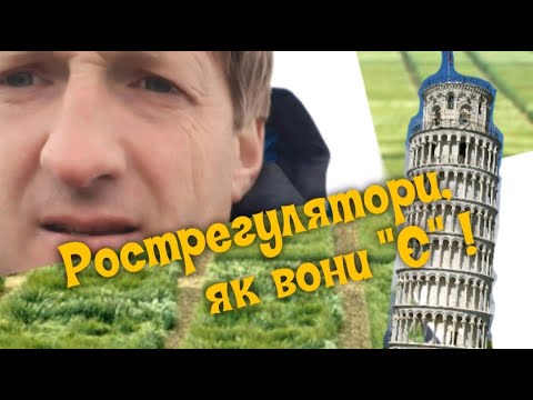 Видео: майже Все про рістегуляцію зернових або Рострегулятори, як вони Є!