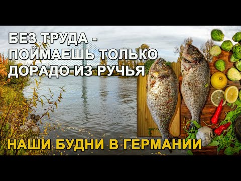 Видео: Начался сезон посадок. Дорада из ручья. Отдых, что бы чуствовать себя хорошо.