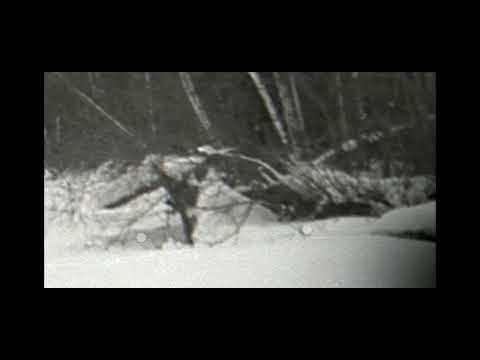 Видео: Перевал Дятлова. Таинственные коряги на Лозьве.