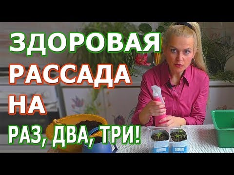 Видео: Как избежать болезней рассады. Секреты здоровой рассады от Ольги Вороновой. 0+