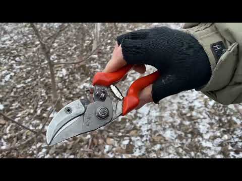 Видео: Обрізка три річних дерев на м9,сорт Пірос.