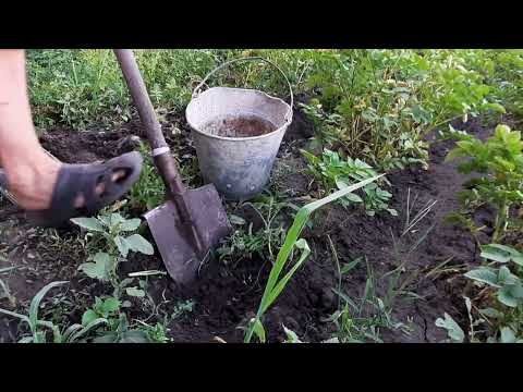 Видео: После урагана, копаю молодую картошку 2025