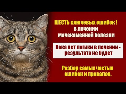 Видео: Как вылечить мочекаменную болезнь  у кота. Шесть причин почему это не получается.