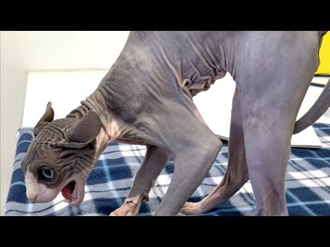 Видео: ЗЛОЙ КОТ НЕ ХОЧЕТ ЛЕЧИТЬСЯ и ЗЛИТЬСЯ НА ВРАЧА 😱