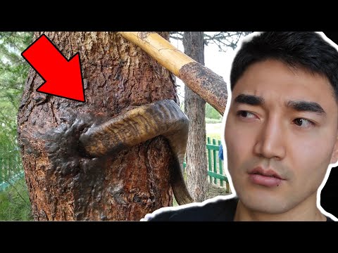 Видео: МОНГОЛД УРГАСАН ЭВЭРТЭЙ МОДНЫ НУУЦ