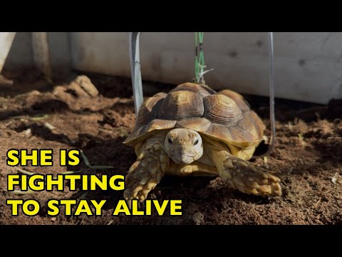 Видео: Аша... Спасение парализованной черепахи #joshuatreereptilehaven #nevergiveup