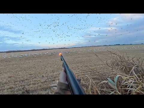 Видео: Охота на снежного гуся (10 человек)! (Охота на 56 птиц)