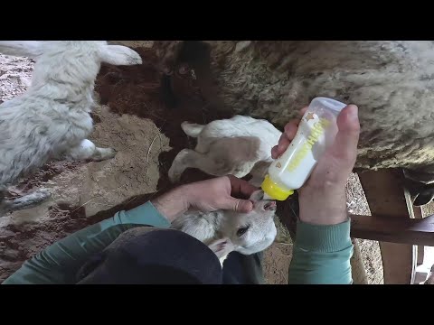 Видео: Пополнение в хозяйстве ! Родила троих ! ХУТОР В ЛЕСУ №809
