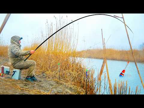 Видео: ЗАКИНУЛ ПОПЛАВОК ВОЗЛЕ КАМЫША А ИХ ТАМ ТЬМА! НЕРВЫ СДАЮТ ОТ ТАКОЙ РЫБАЛКИ!