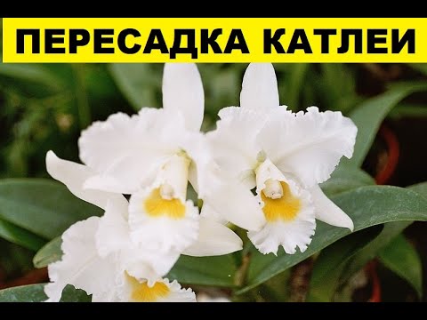 Видео: ПЕРЕСАДКА КАТЛЕИ В ДРУГУЮ БАНОЧКУ