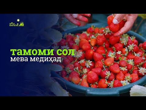 Видео: Қулфинай дар Тоҷикистон: аз парвариш то бозор
