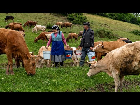 Видео: Домашнее Сыроделие: Сыр Моцарелла из Свежего Молока