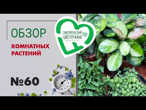 Видео: #60 Обзор поставки комнатных растений | Асплениумы, хойи, циссус, суккуленты, хамедорея