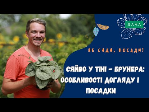 Видео: Що Посадити в Тіні? Брунера. Особливості Догляду і Посадки. Багаторічні Рослини для Саду.