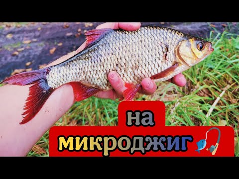Видео: Красноперка на спиннинг nautilus Fugu + daiwa