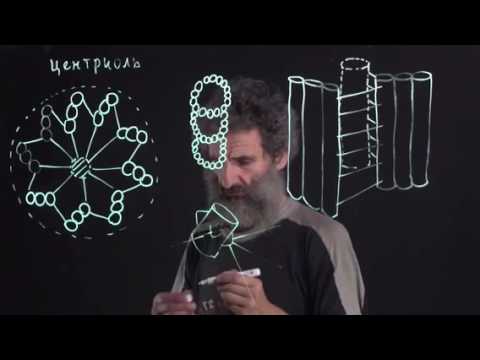 Видео: Цитология. Лекция 6. Центриоль. Окштейн И.Л.